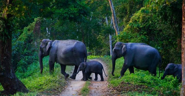 Wildlife Habitats in Pathanamthitta District​